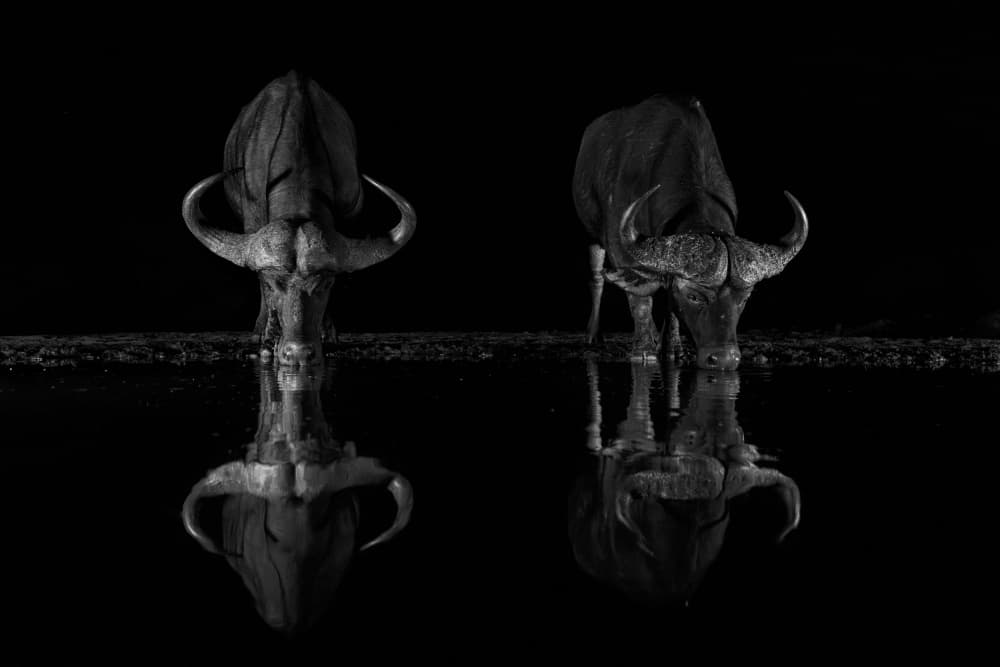 Dark Buffalo Reflections by Jun Zuo — canvas wall art