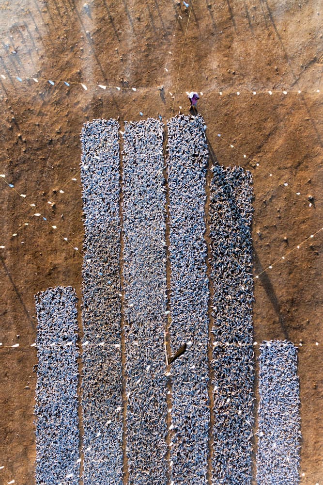 Aerial Fish Drying by Haitham AL Farsi — canvas wall art