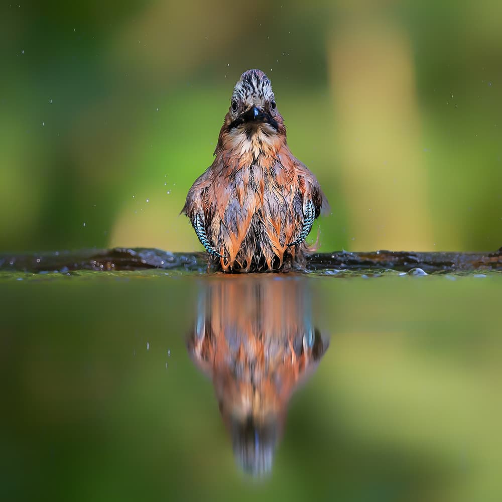 Bathing Bird Reflection by Jun Zuo — canvas wall art