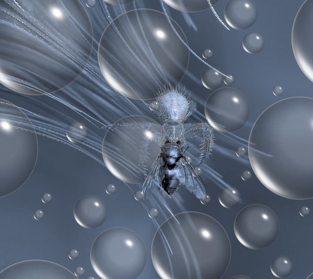 Surreal Insect Capture by Thierry Dufour — canvas wall art