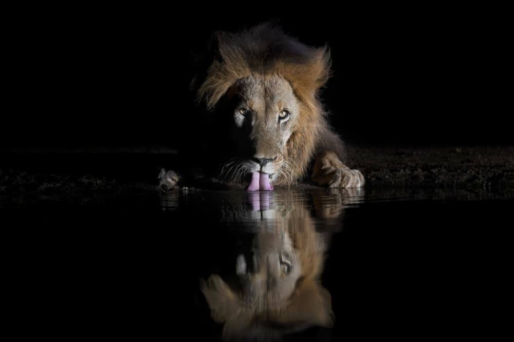 Majestic Lion Reflection by Jun Zuo — canvas wall art