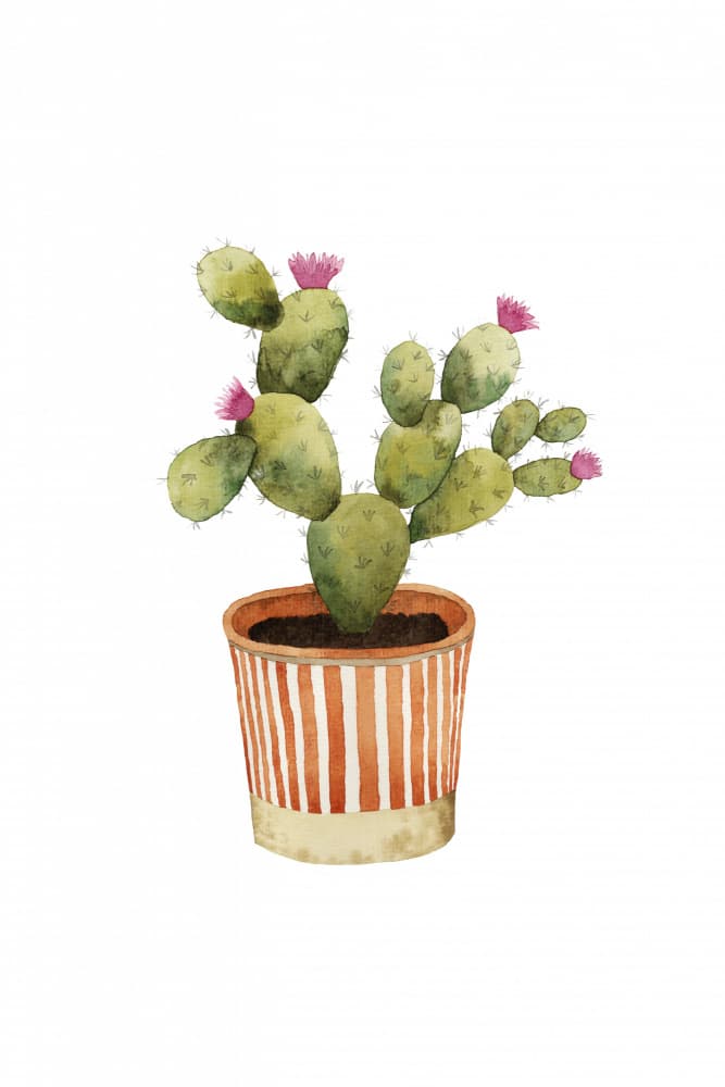 Potted Pink Cactus by Karen Menzenbach — canvas wall art