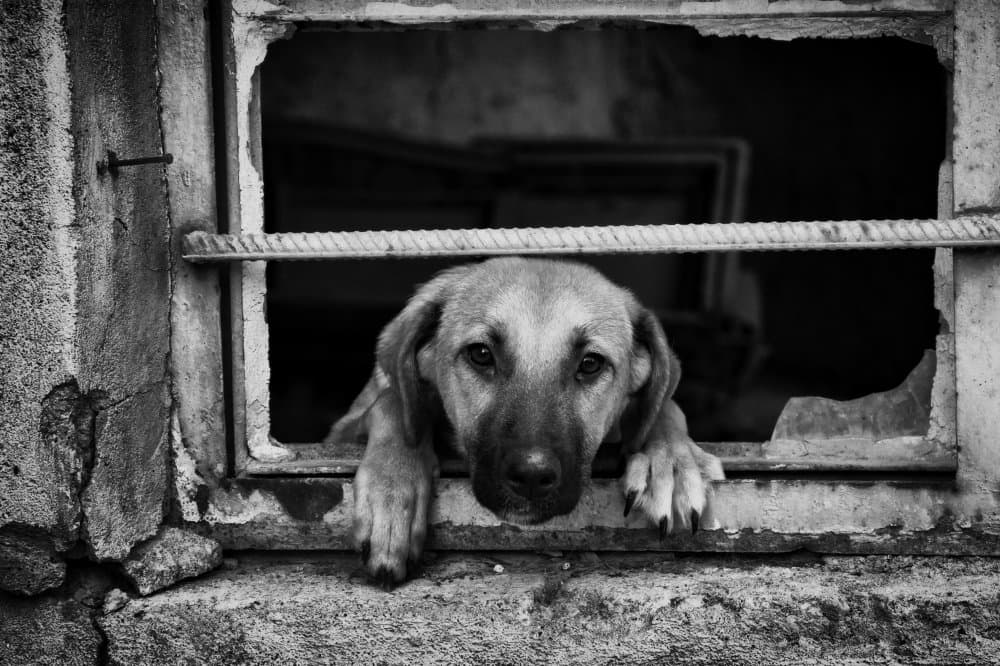 Dog In Broken Window by Jalili — canvas wall art