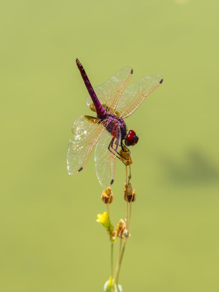 Vibrant Purple Dragonfly by engin akyurt — canvas wall art