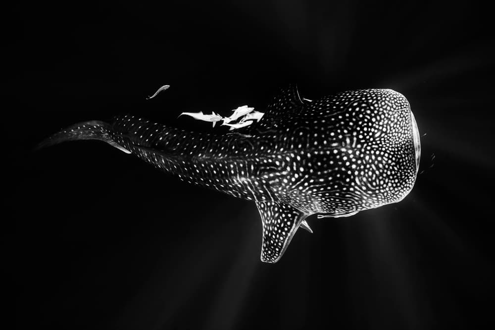 Majestic Whale Shark by Barathieu Gabriel — canvas wall art