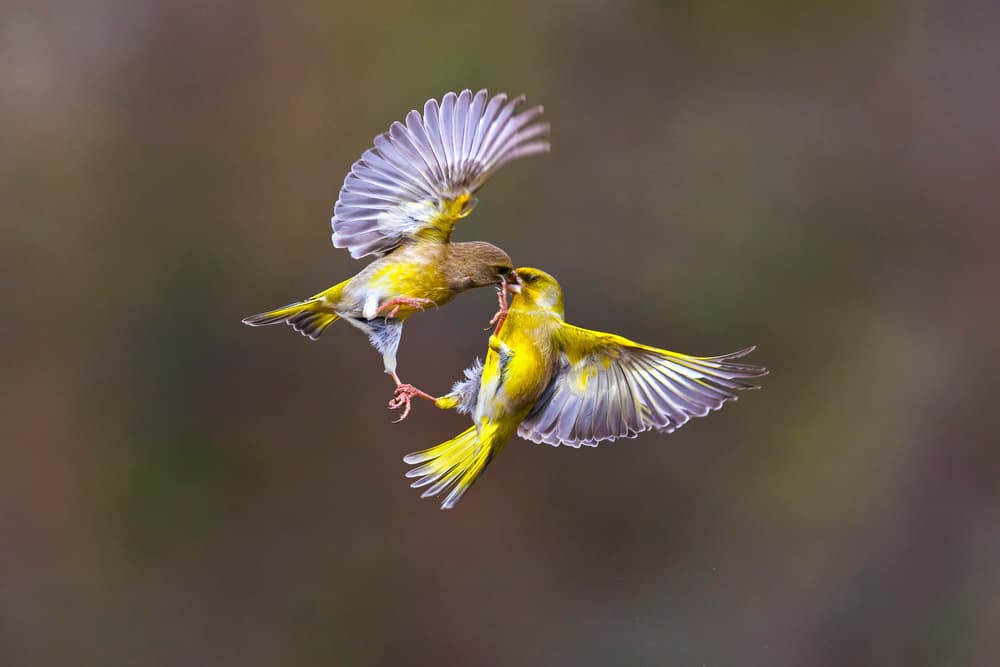 Greenfinch Feeding Flight by Marco Redaelli — canvas wall art