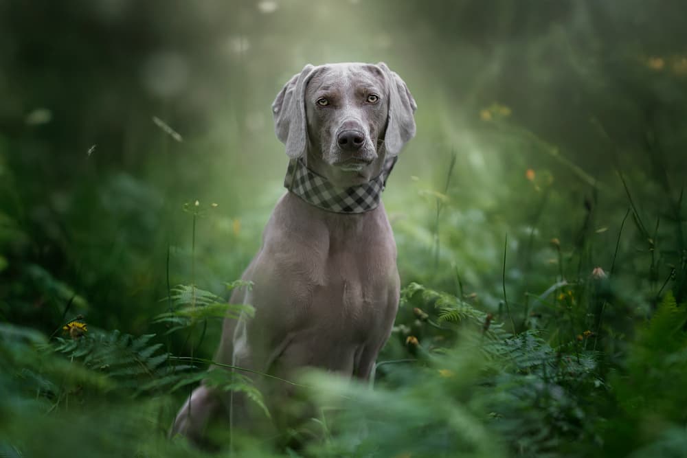 Serene Weimaraner Forest Portrait by Alfonso maseda varela — canvas wall art