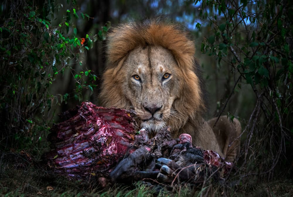 Lion with prey by Xavier Ortega — canvas wall art