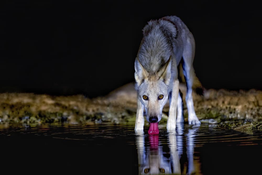 Wild Wolf Night Drink by David Manusevich — canvas wall art