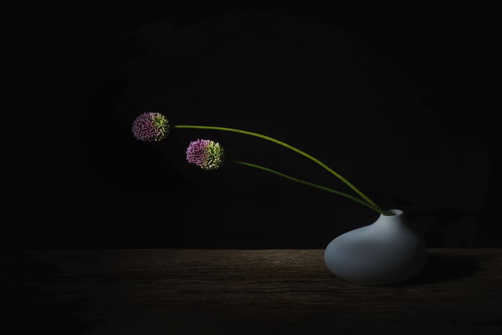 Dark Allium Blooms by Saskia Dingemans — canvas wall art