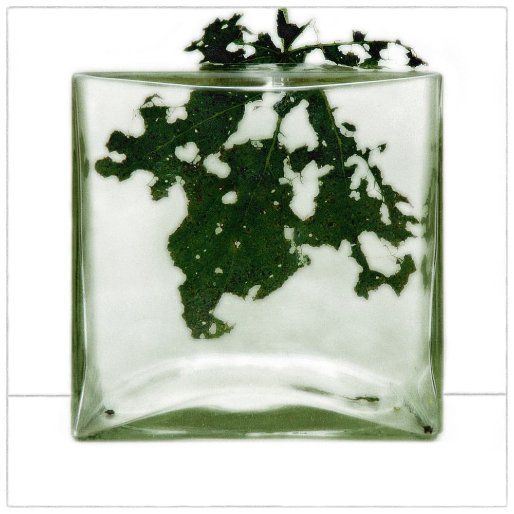 Floating Green Leaf by Huib Limberg — canvas wall art
