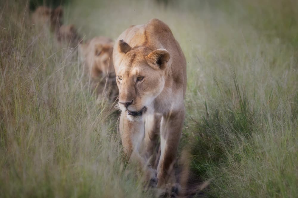 Lioness Leads Cubs by Luigi Ruoppolo — canvas wall art