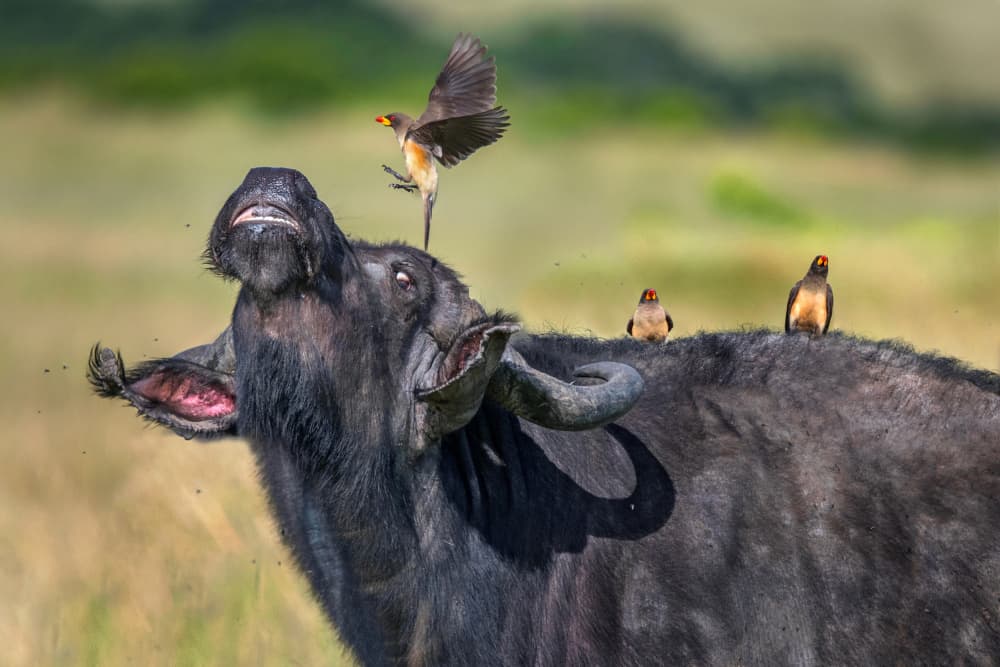 Buffalo's Big Yawn by Xavier Ortega — canvas wall art