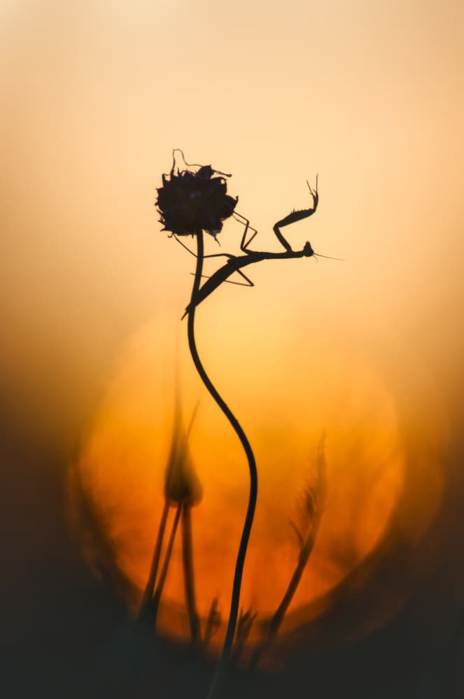 Sunset Praying Mantis by Sebastien Blomme — canvas wall art