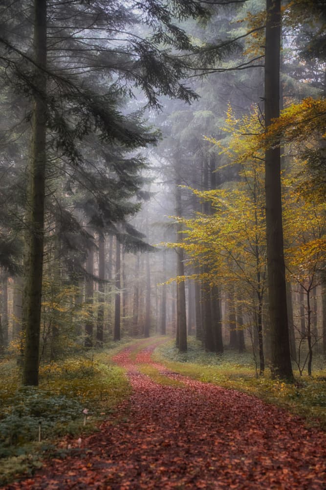 Enchanted Forest Path by Guy Krier — canvas wall art