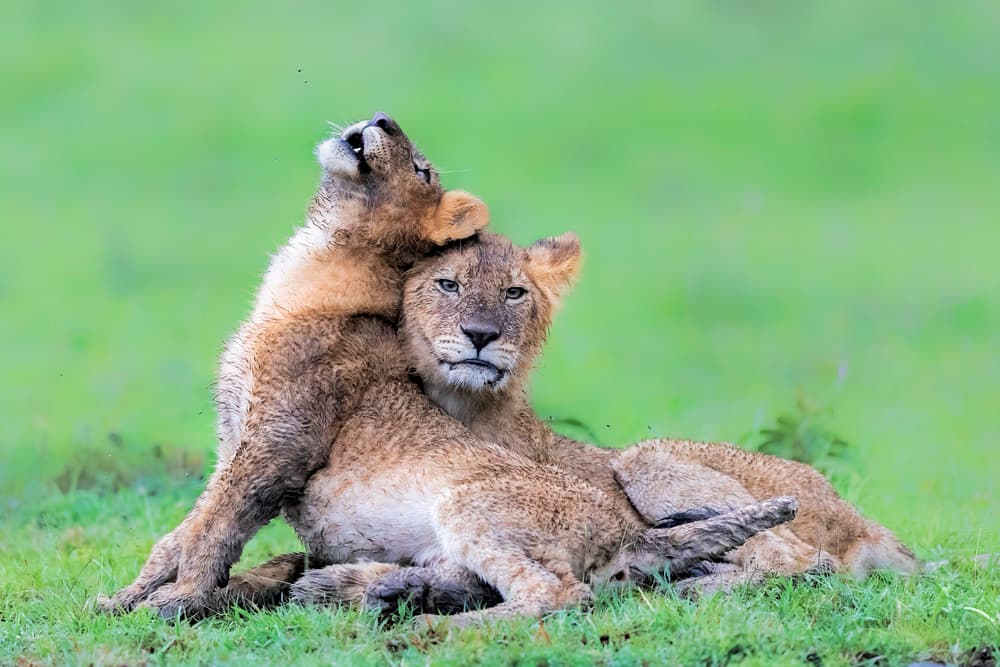 Cuddling Lion Cubs by Jun Zuo — canvas wall art