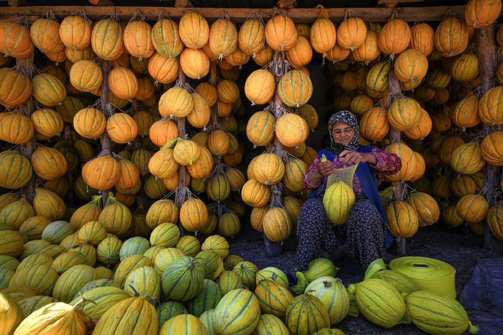 Bountiful Melon Harvest by Ummu Nisan Kandilcioglu — canvas wall art