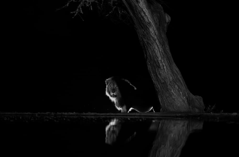Male Lion Night Reflection by MIN LI — canvas wall art