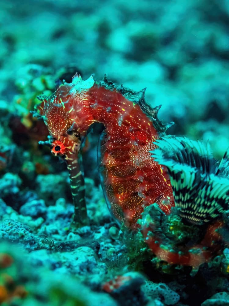 Vibrant Red Seahorse by Serge Melesan — canvas wall art