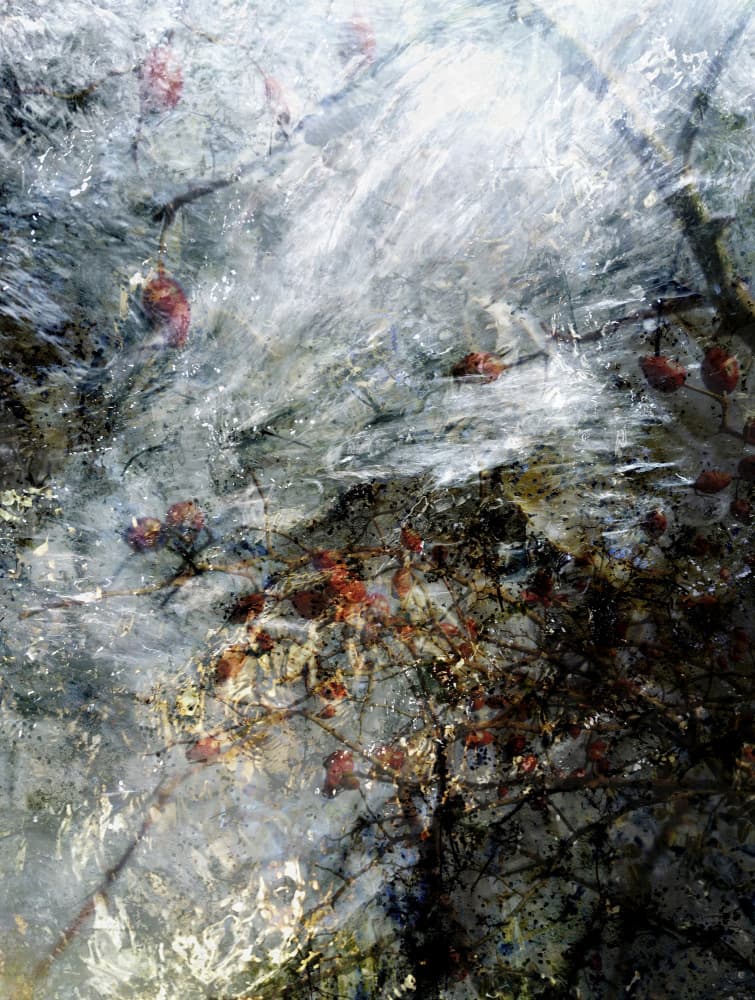 Frozen Red Berries by Angelo Cerantola — canvas wall art