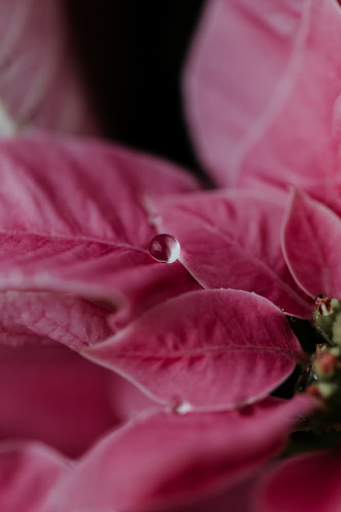 Pink Poinsettia Droplet by Javier Pardina — canvas wall art