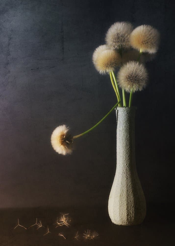 Dandelion Still Life by Antonio Grambone — canvas wall art