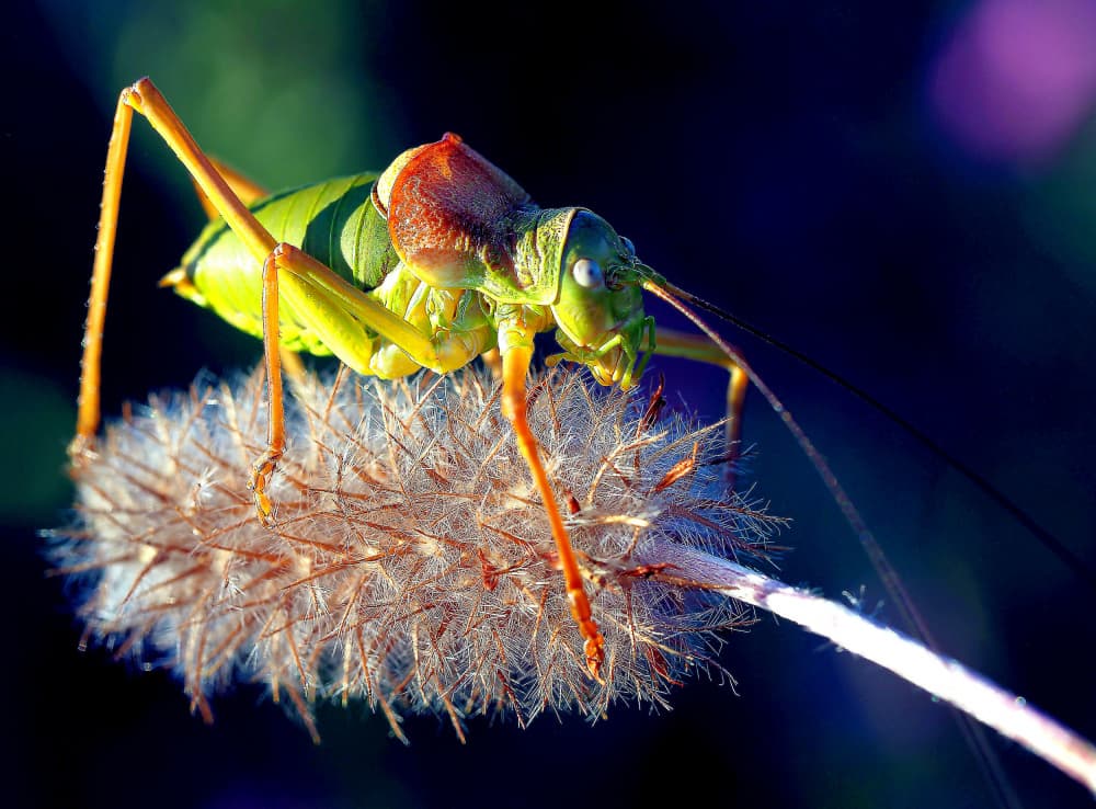 Vibrant Katydid Close-up by Thierry Dufour — canvas wall art