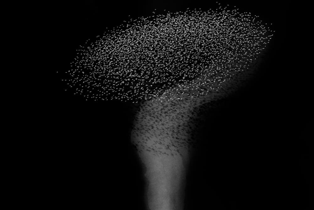 Abstract Bird Murmuration by Phillip Chang — canvas wall art