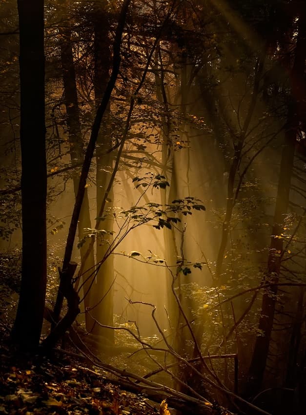 Golden Forest Sunbeams by Norbert Maier — canvas wall art
