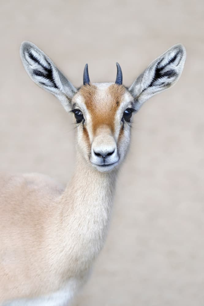 Watchful Young Gazelle by Carles Just — canvas wall art