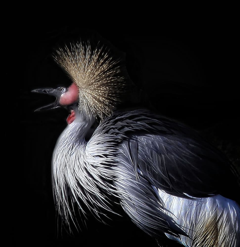 Calling Crowned Crane by Anna Cseresnjes — canvas wall art