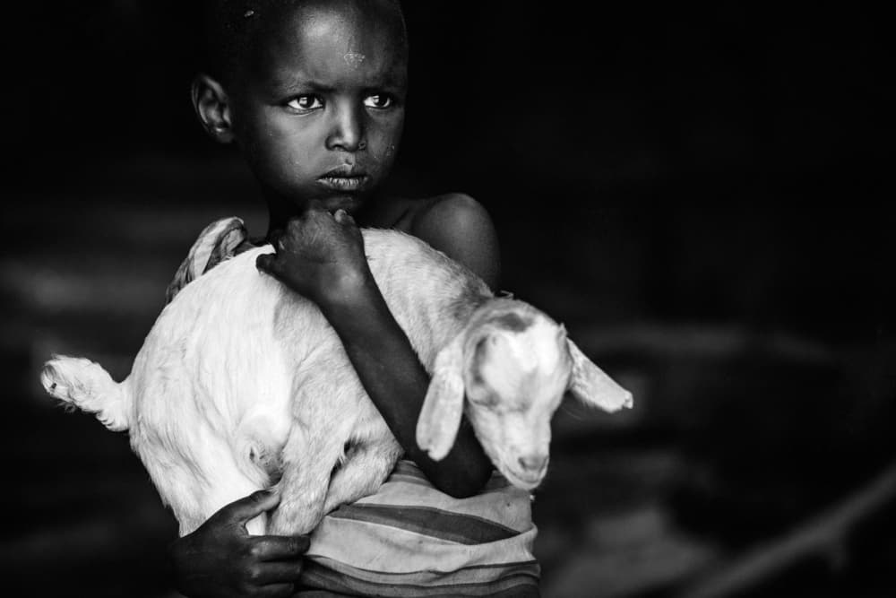 Boy and Goat by Vedran Vidak — canvas wall art