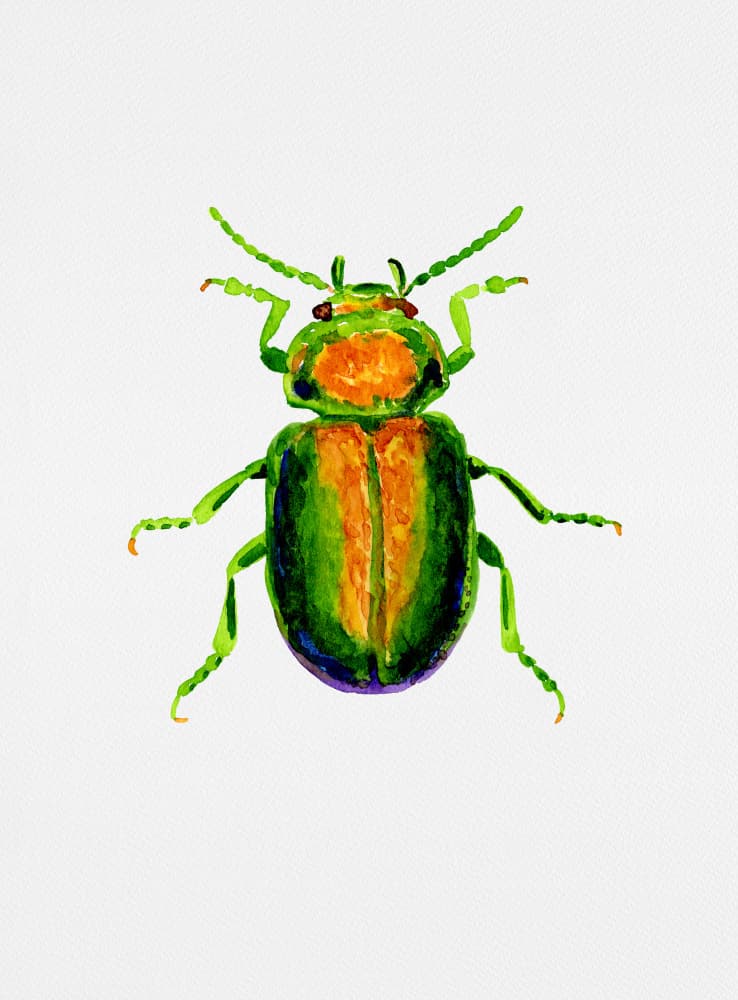 Vibrant Green Beetle by Kata Botanical — canvas wall art