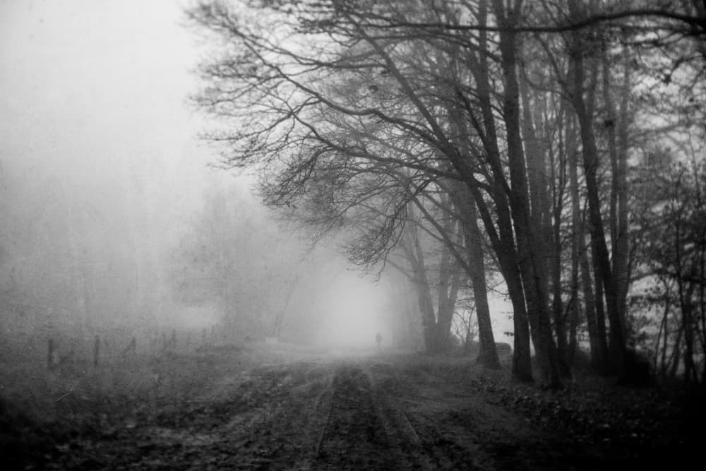 Solitary Foggy Path by Adam Dauria ☂ — canvas wall art
