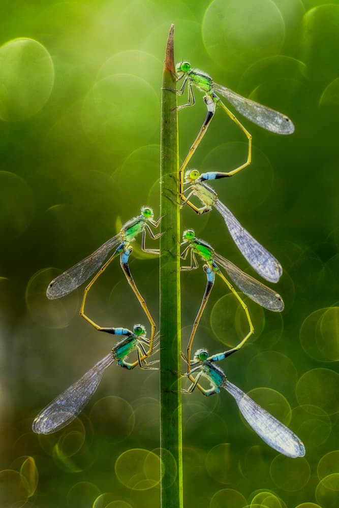 Green Damselfly Reflections by Andi Halil — canvas wall art