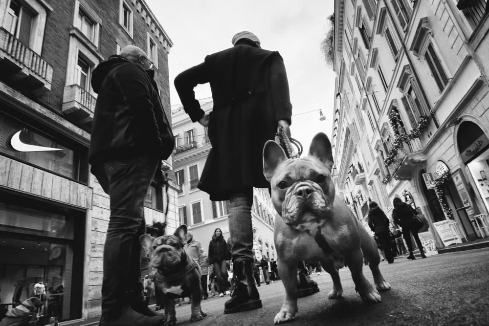 City French Bulldogs by Antonio Grambone — canvas wall art