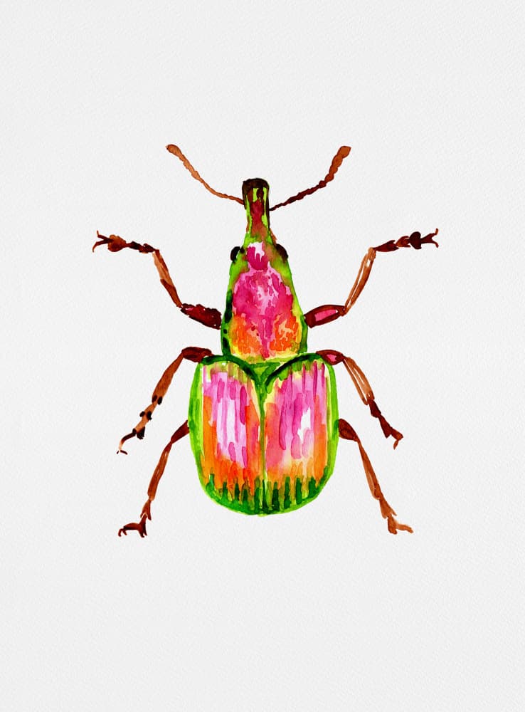 Apricot weevil or Epirhynchites auratus by Kata Botanical — canvas wall art