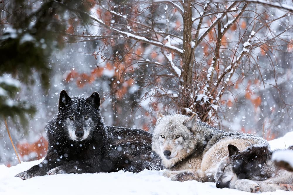 Resting Wolf Pack by Eiji Itoyama — canvas wall art