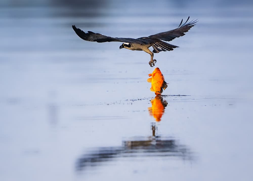 Osprey's Golden Catch by Siyu_Wei APA — canvas wall art