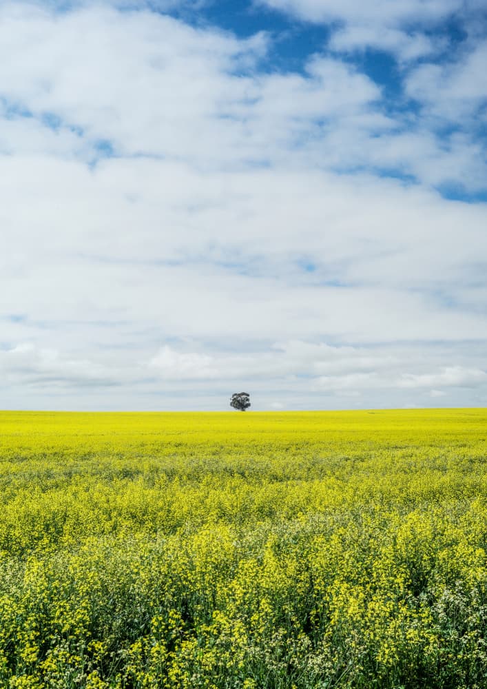 Solitary Tree Horizon by Shot by Clint — canvas wall art