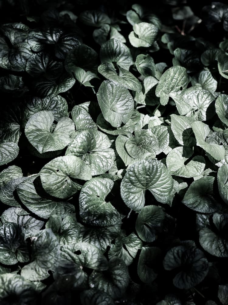 Leafy Shadows by Shot by Clint — canvas wall art