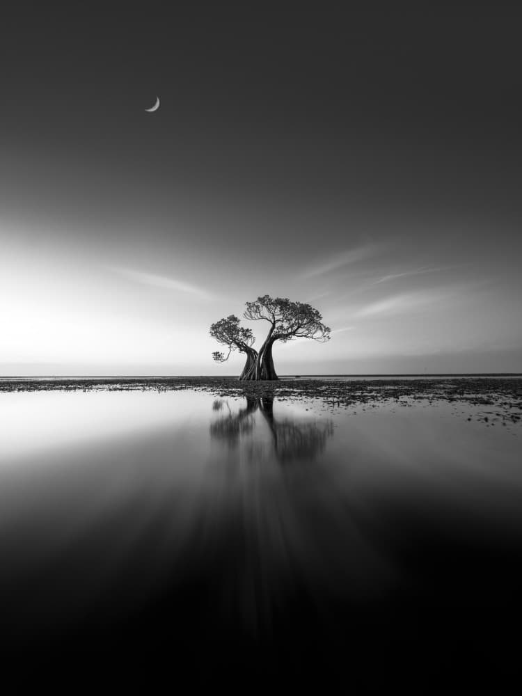 Lone Tree Moon Reflection by NingYun Ye — canvas wall art
