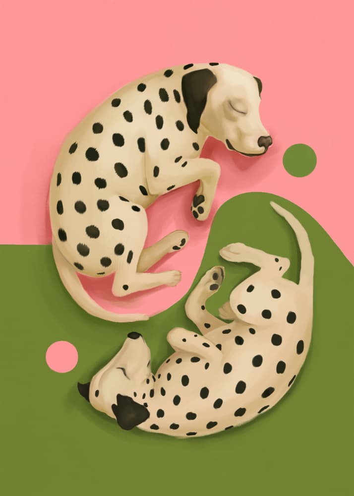 Peaceful Dalmatians Yin Yang by City Art — canvas wall art