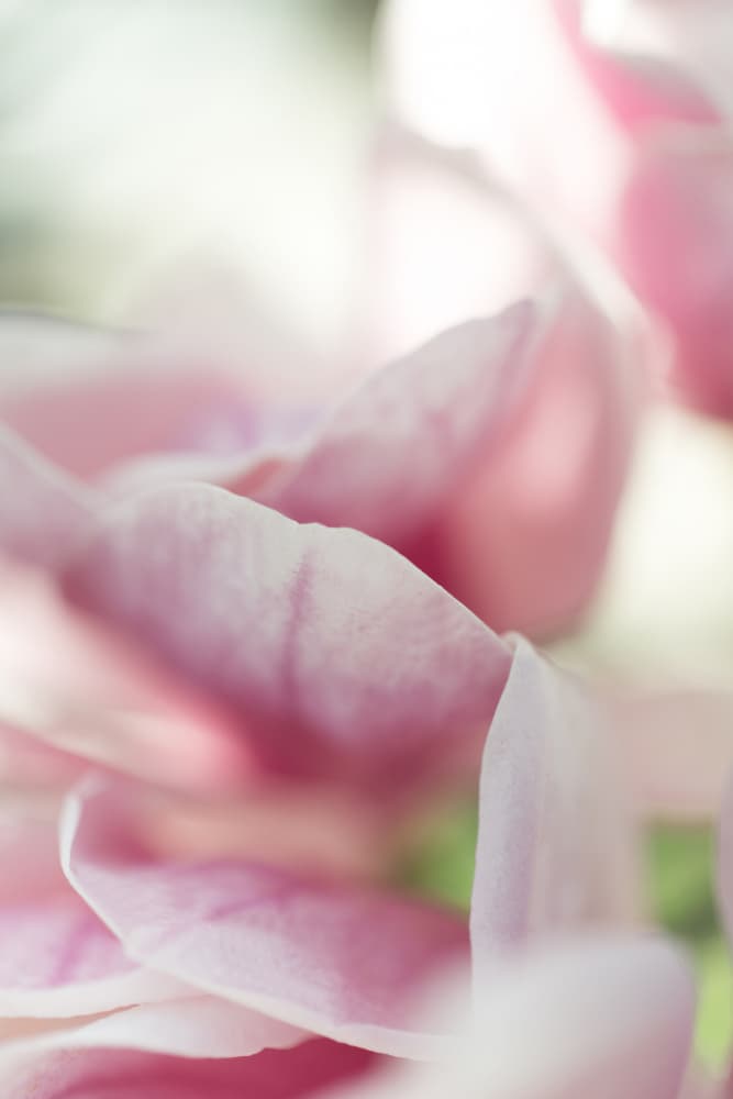 Soft Pink Petals by Javier Pardina — canvas wall art