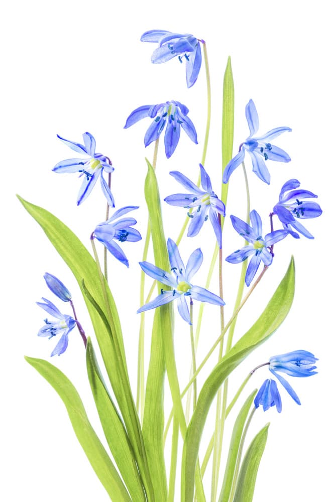 Scilla by Mandy Disher — canvas wall art