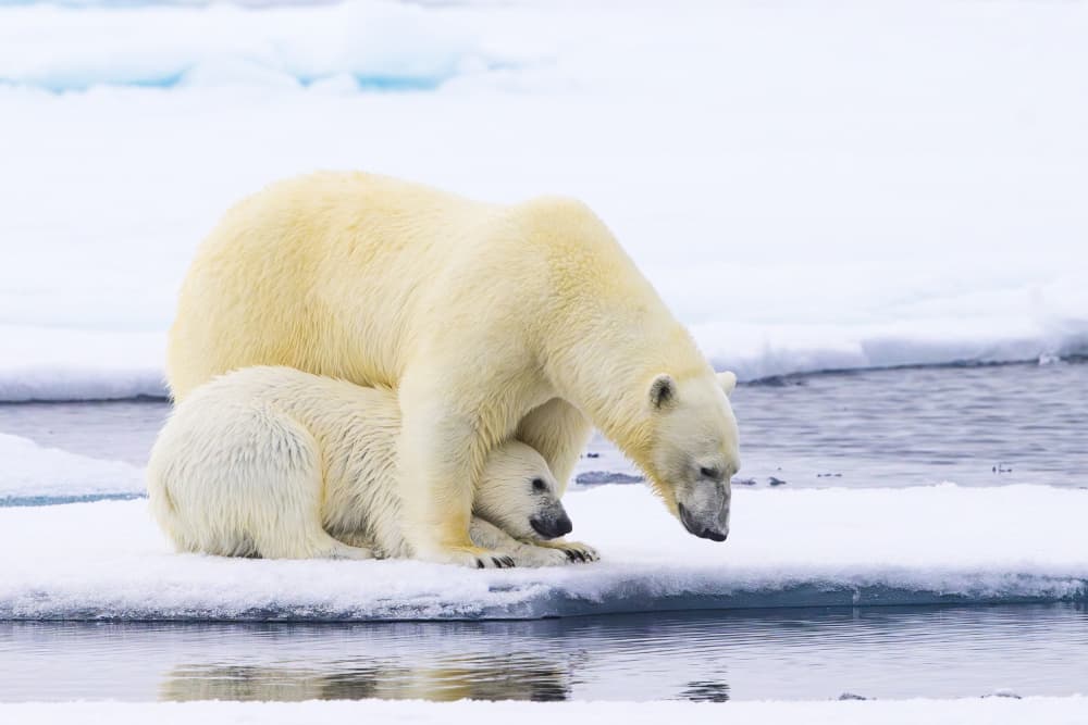 Polar Bear Mother And Cub by Som Prasad — canvas wall art