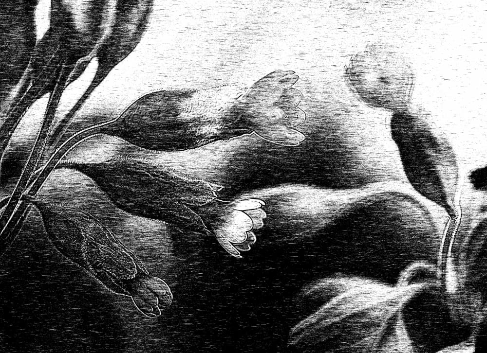 Delicate Floral Drawing by Ylva Sjögren — canvas wall art