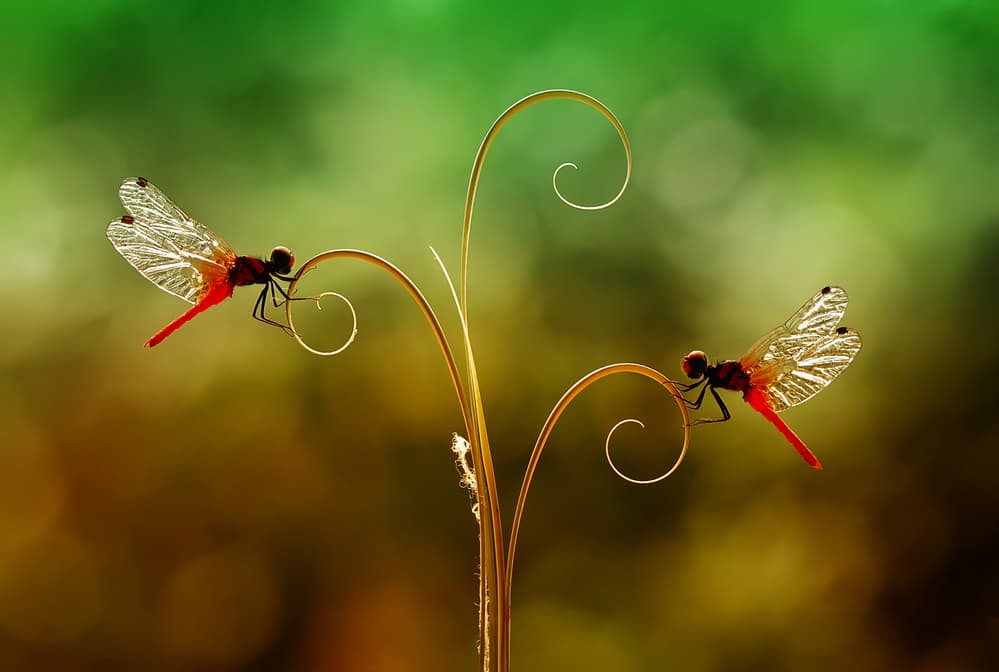 Together in Beautiful by Abdul Gapur Dayak — canvas wall art