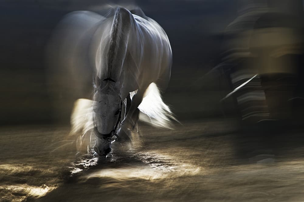 Flowing White Horse by Milan Malovrh — canvas wall art