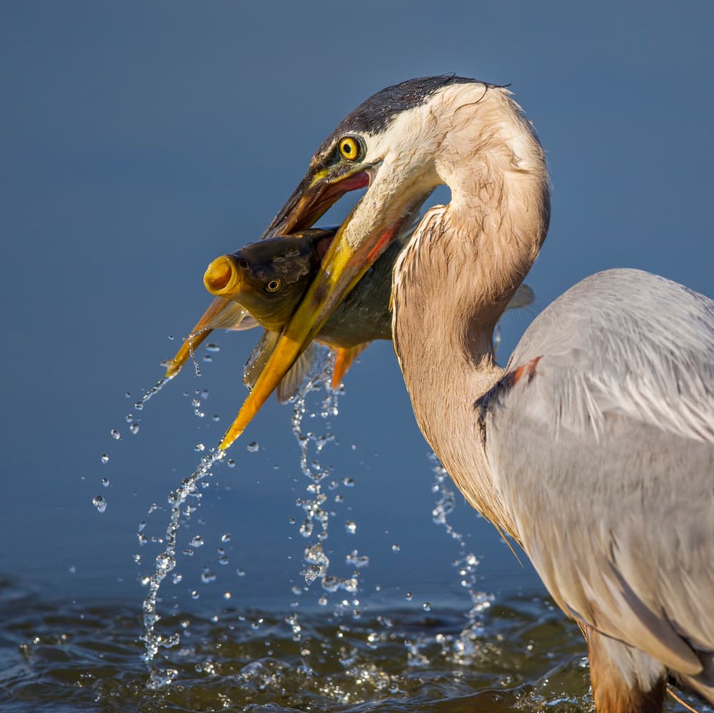 Heron Catches Big Fish by Mountain Cloud — canvas wall art